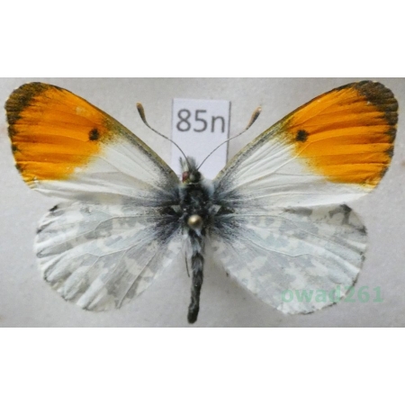 Anthocharis cardamines (Linnaeus, 1758) male Zorzynek rzeżuchowiec Poland85n